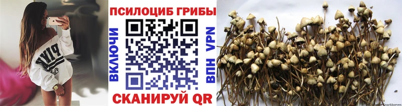 Псилоцибиновые грибы Psilocybine cubensis  Купить  Салаир 